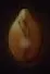 Glowing amber Cursed Seed icon.